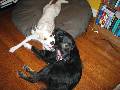dog rumble