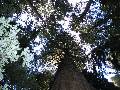 big trees