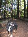 back before I trusted him off leash