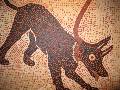 cave canem