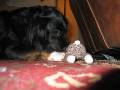 sock bunny