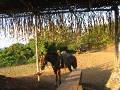 caballos
