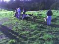 dog park