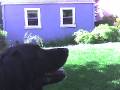 dogs 1, cats 0