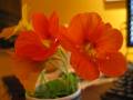 what are these orange flowers?