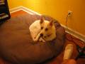my bed now