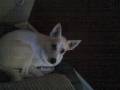 My what big ears you've got.