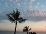 palm trees and fair weather clouds