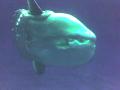giant sunfish