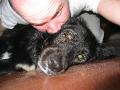 Man bites dog.