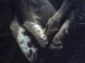 Feet.