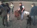 It's not the size of the dog in the fight. It's a small horse. What?