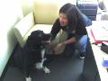 Sneaky bring your dog to work day.
