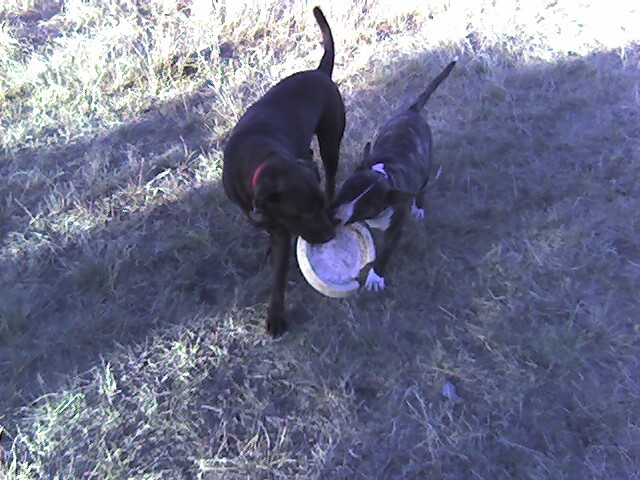 tug of frisbee