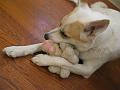 Stella loves her stuffy.