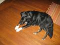 New camera. Same old dog.