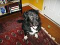 The wet look, for dogs.