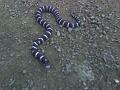 king snake baby
