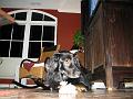 Not very expert removal of Pet Eye