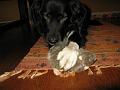 Big paws.