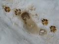 One footed man or eight footed dog.