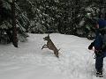 Snow ball, tennis ball. All are good.