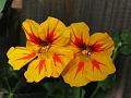 Hybrid nasturtiums?