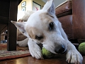 Stelly eats the fuzz.