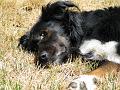 Area dog experiences heat wave.