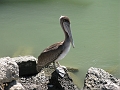 Pelican says what?