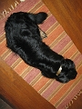 Ryan Dog