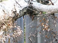 Wind storm 1. Tree 0.