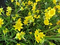 Peak wildflower season.