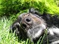 SNIFF SNIFF