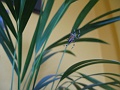 Welcome to my, um, houseplant.