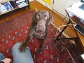 Your attention, I can has?