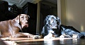 Sunbeams and dogs.