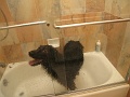 Crazy dog can always go a little crazier.