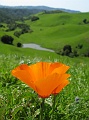 Poppy.