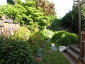 The old gardener let it get a bit out of hand. New gardener soon.