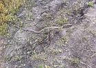 Gopher snake. Get them gophers!