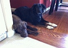 Good boys.