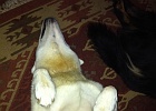 Stelly belly.