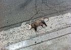 Possum not playing possum.