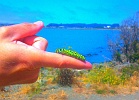 Caterpicture.