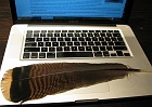 Shake a tail feather.