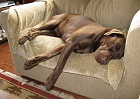 Talented dog can sleep in many directions.