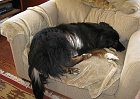 Schaefer like the chair now that Jack has been using it.