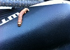 Inchworm.