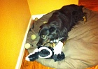 Die skunk!